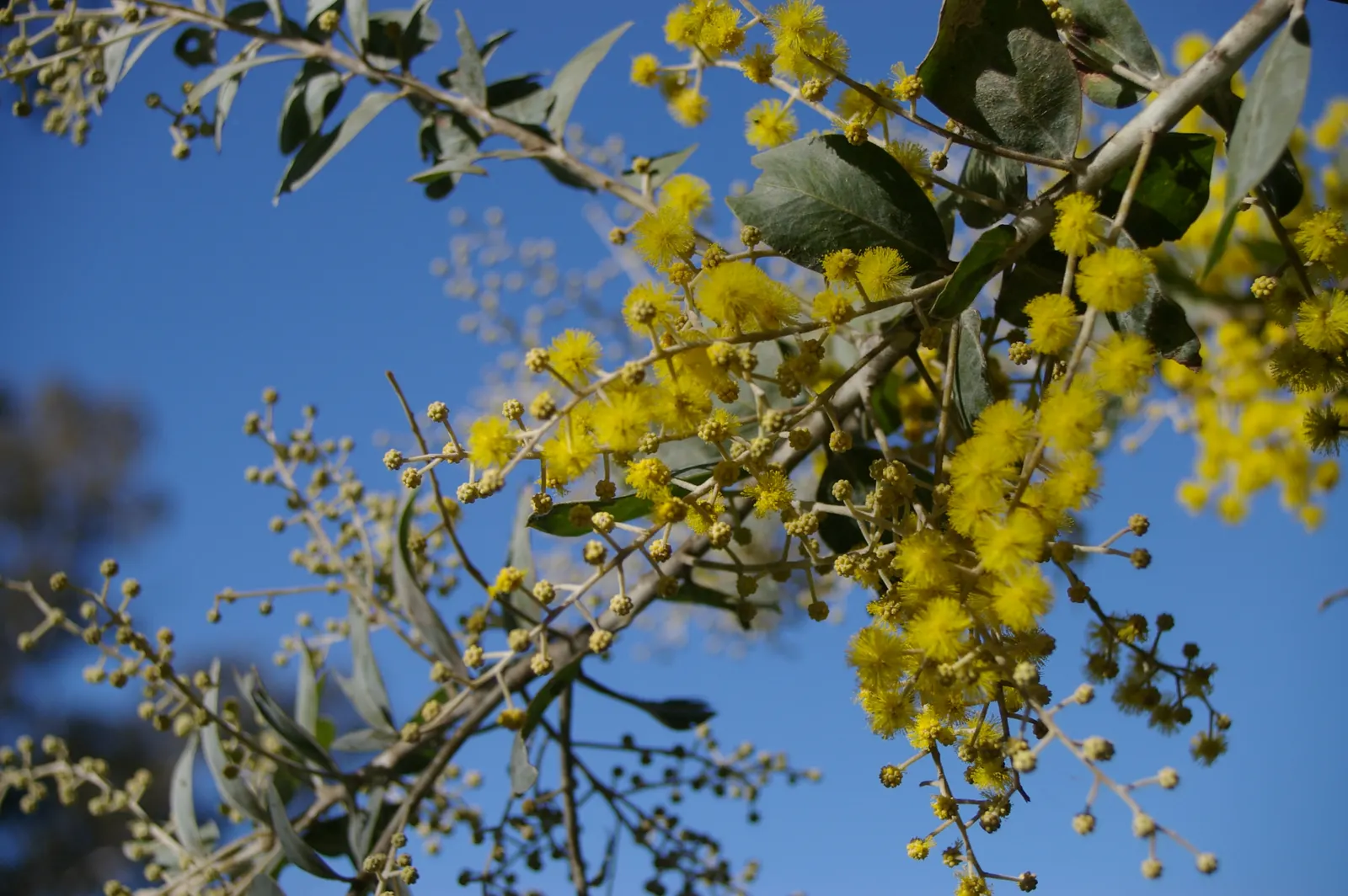 Silver Wattle (Acacia Dealbata) — each approximately 0.20 inches in diameter; its feathery, blue-green foliage and bright yellow, fragrant flowers, image 66