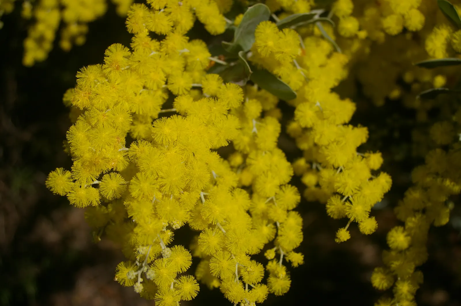Silver Wattle (Acacia Dealbata) — scientifically referred to as Acacia dealbata; yellow flowers in the garden