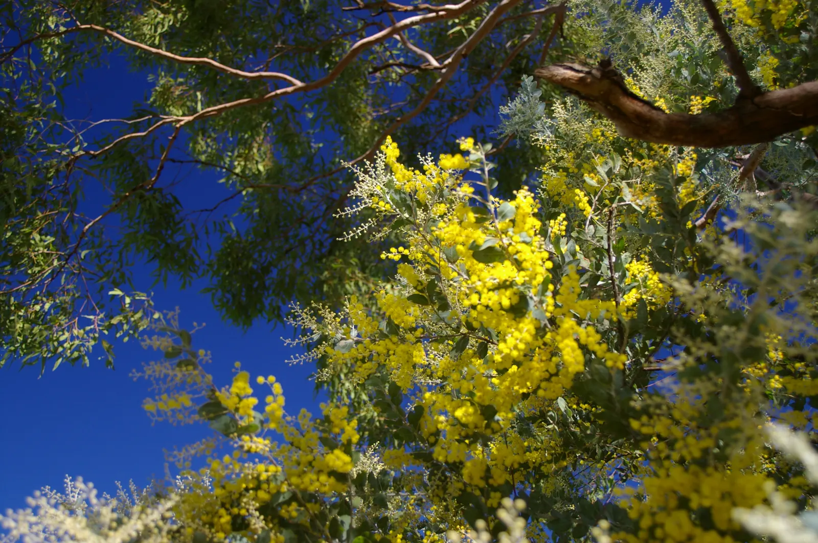 Silver Wattle (Acacia Dealbata) — with a canopy spread of 20 to 30 feet