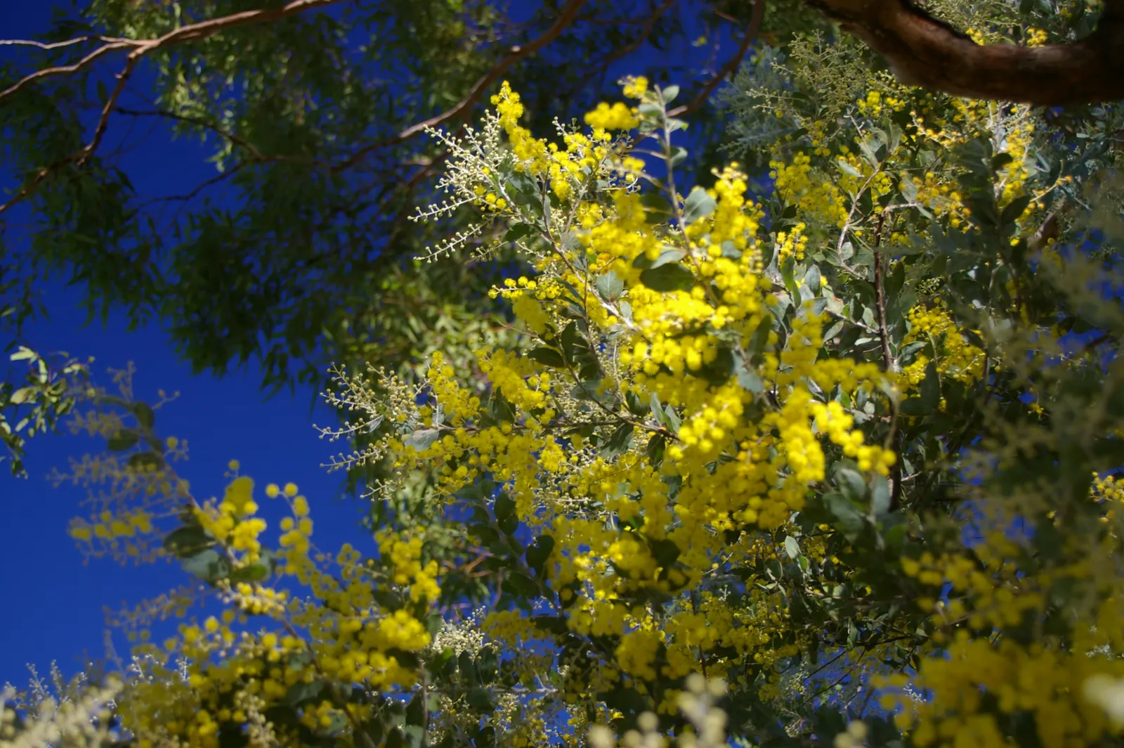 Silver Wattle (Acacia Dealbata) — Its versatility in design ranges from focal point to windbreak or even as a component of a mixed screen; tree for, image 69