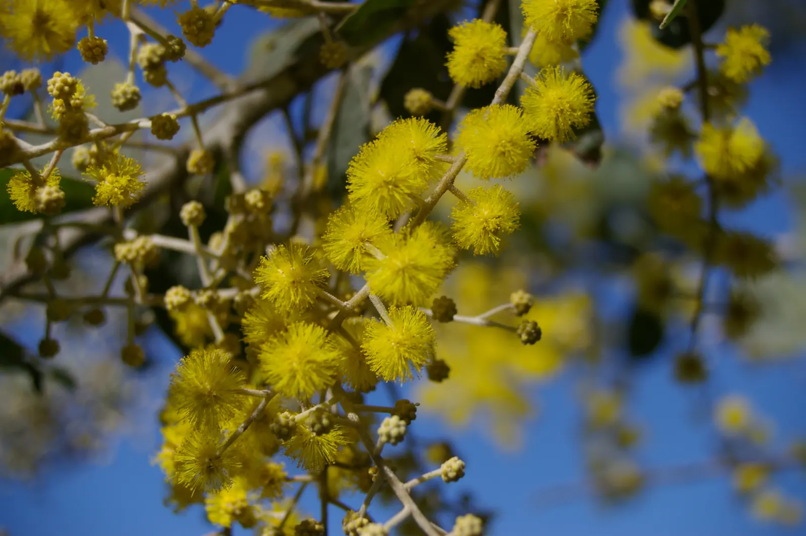 Silver Wattle (Acacia Dealbata) — Its versatility in design ranges from focal point to windbreak or even as a component of a mixed screen; tree for full