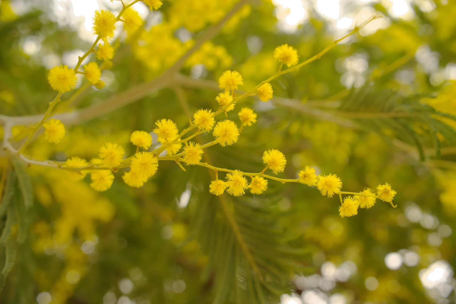 Silver Wattle (Acacia Dealbata) — with a canopy spread of 20 to 30 feet; in the late winter to early spring