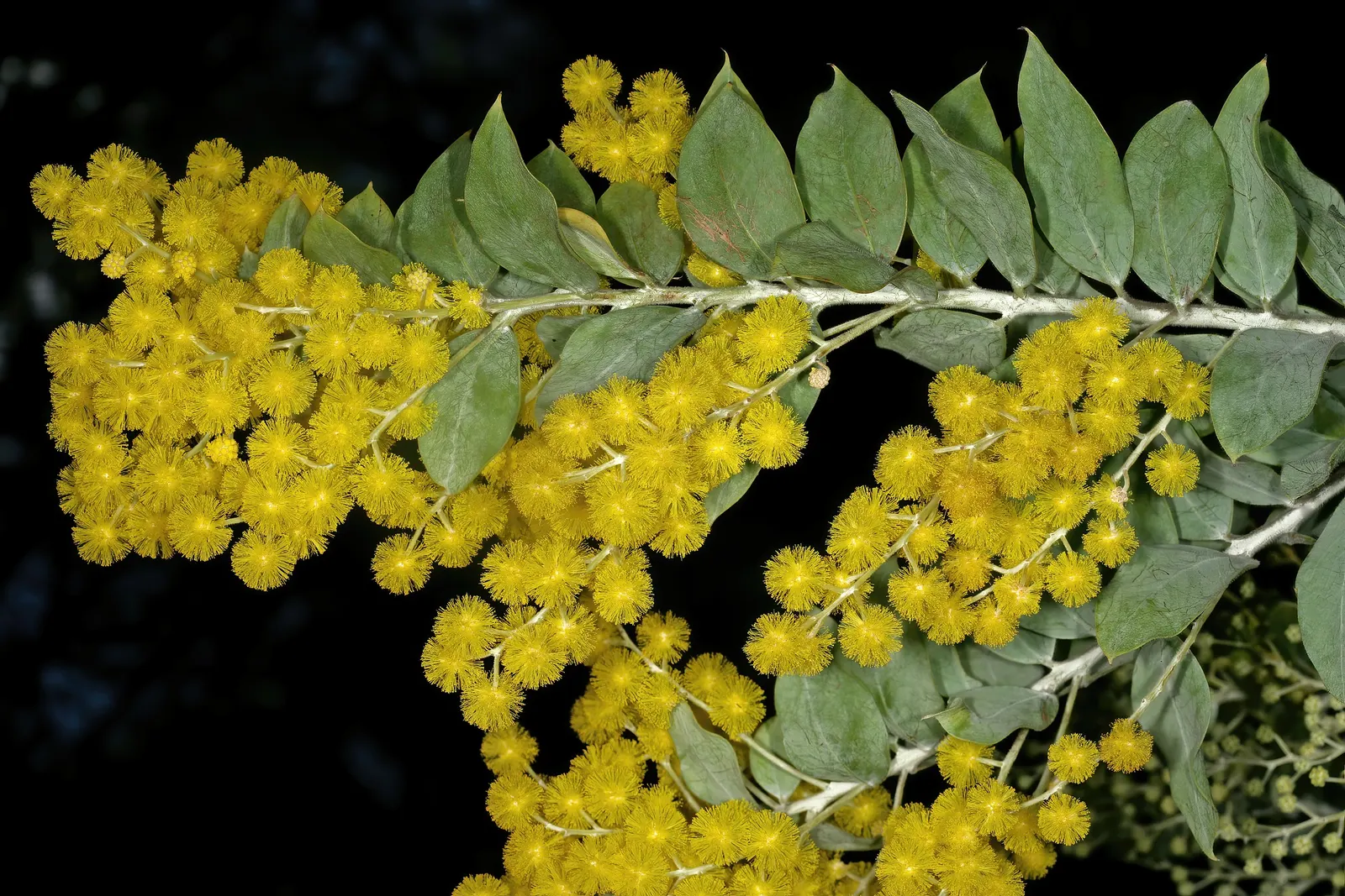 Silver Wattle (Acacia Dealbata) — tree for full