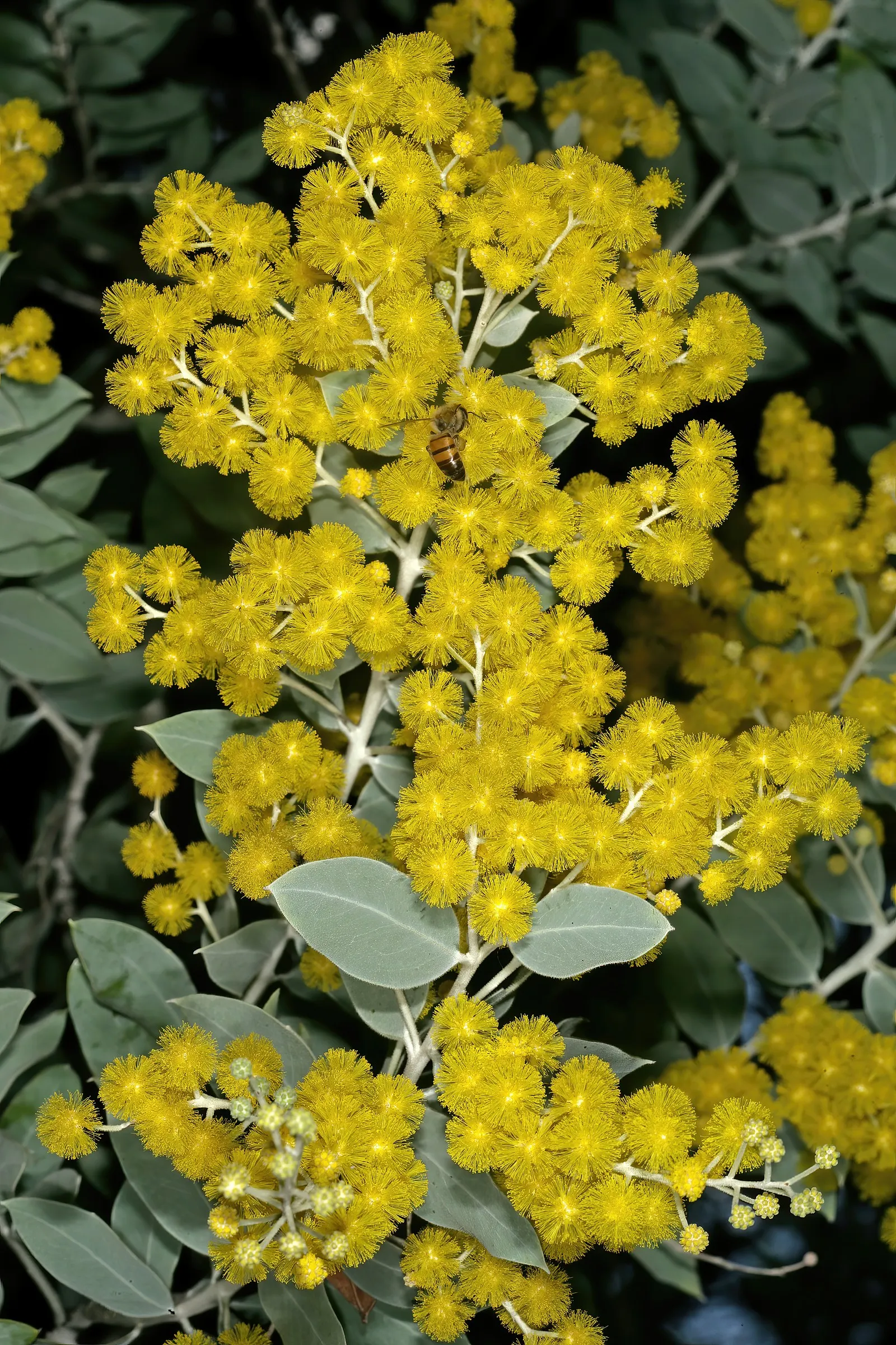 Silver Wattle (Acacia Dealbata) — it is renowned for its ornate aesthetic and fast-growing nature