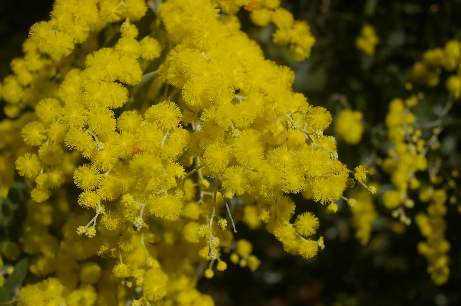 Silver Wattle (Acacia Dealbata) — The Silver Wattle (Acacia dealbata) is a fast-growing evergreen; preferring full sun and well-draining soils, it's
