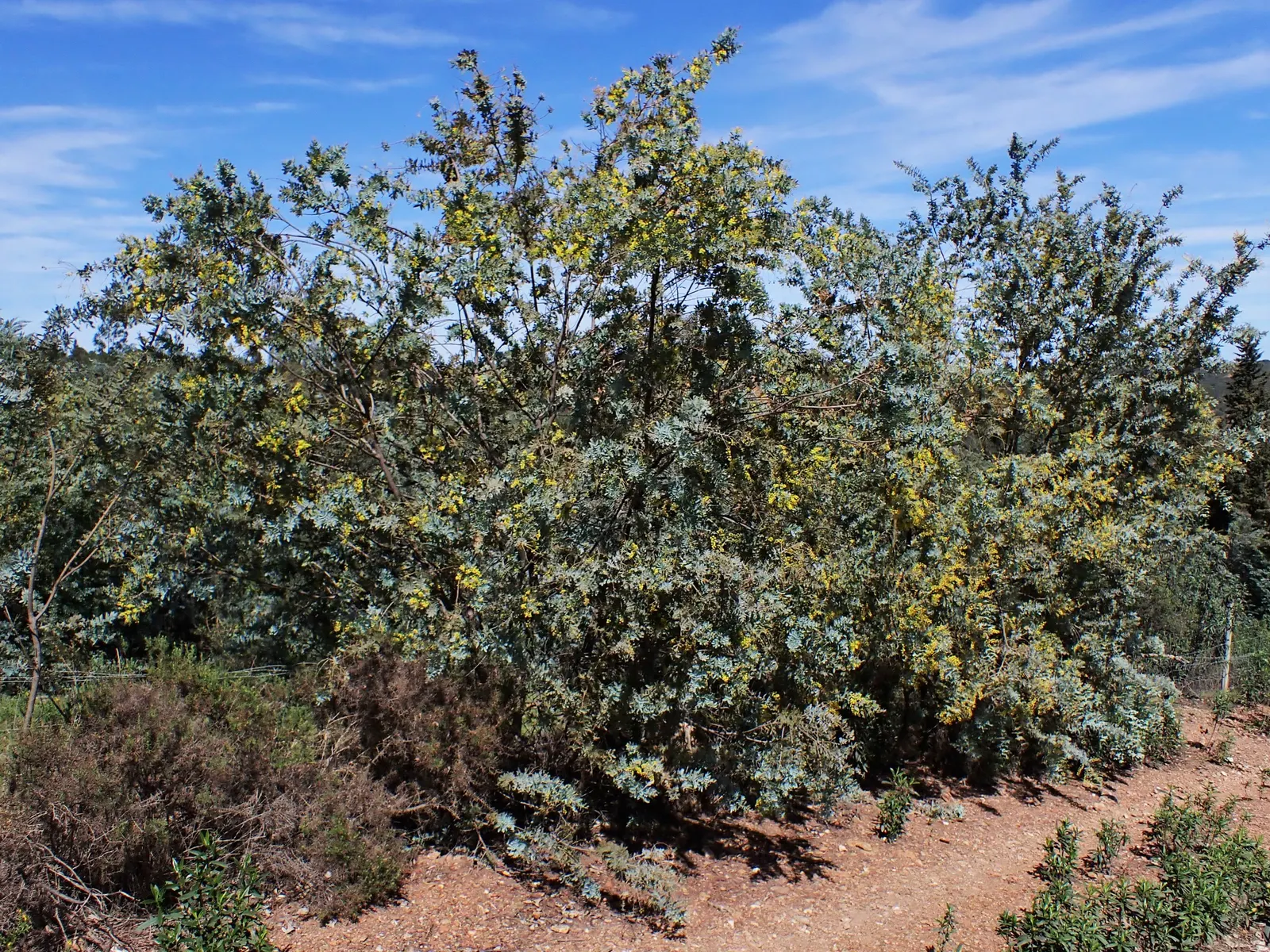 Silver Wattle (Acacia Dealbata) — with a canopy spread of 20 to 30 feet; in the late winter to early spring, image 109