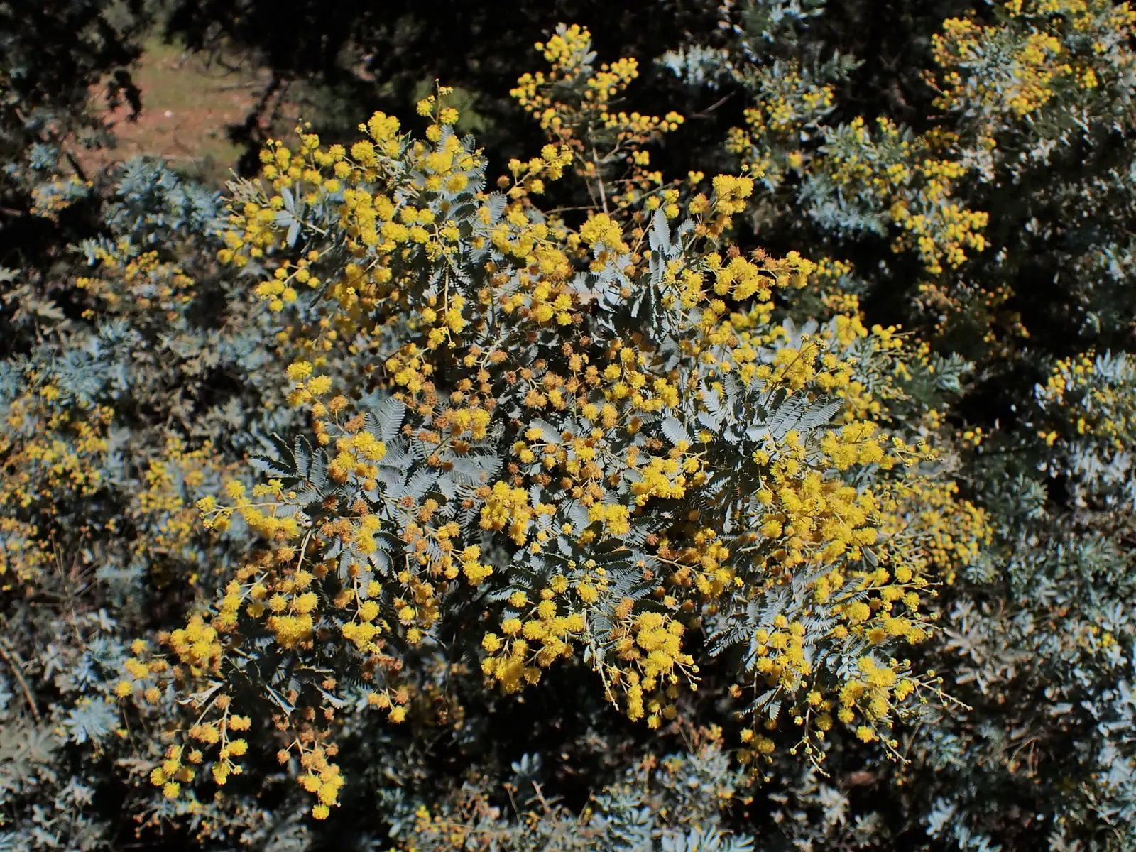 Silver Wattle (Acacia Dealbata) — reaching up to 90 feet in height; making it a popular choice for landscape designs that require a quick, image 146