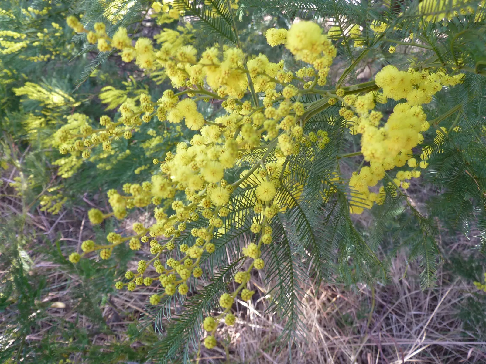 Silver Wattle (Acacia Dealbata) — reaching up to 90 feet in height