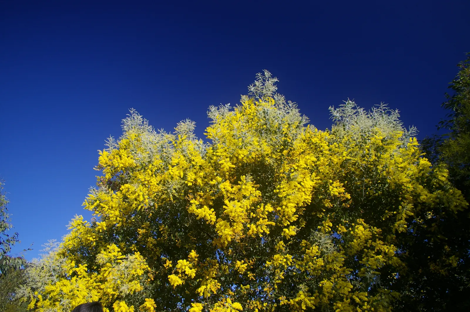 Silver Wattle (Acacia Dealbata) — For maximum vitality, it should receive moderate watering, mainly during dry periods; expect a magnificent, image 68