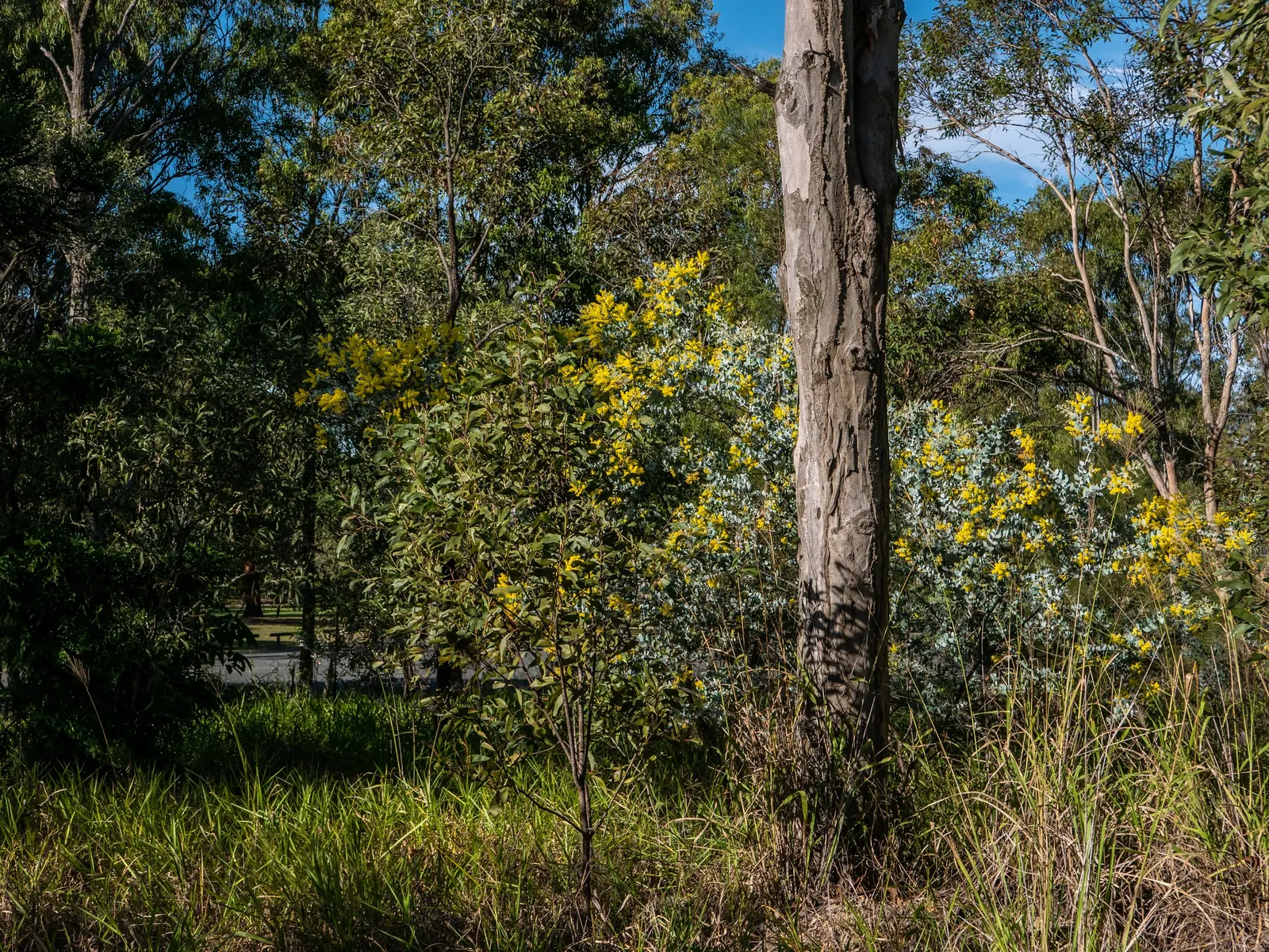Silver Wattle (Acacia Dealbata) — expect a magnificent spectacle when the tree bursts into bountiful clusters of luminous yellow; for maximum, image 65