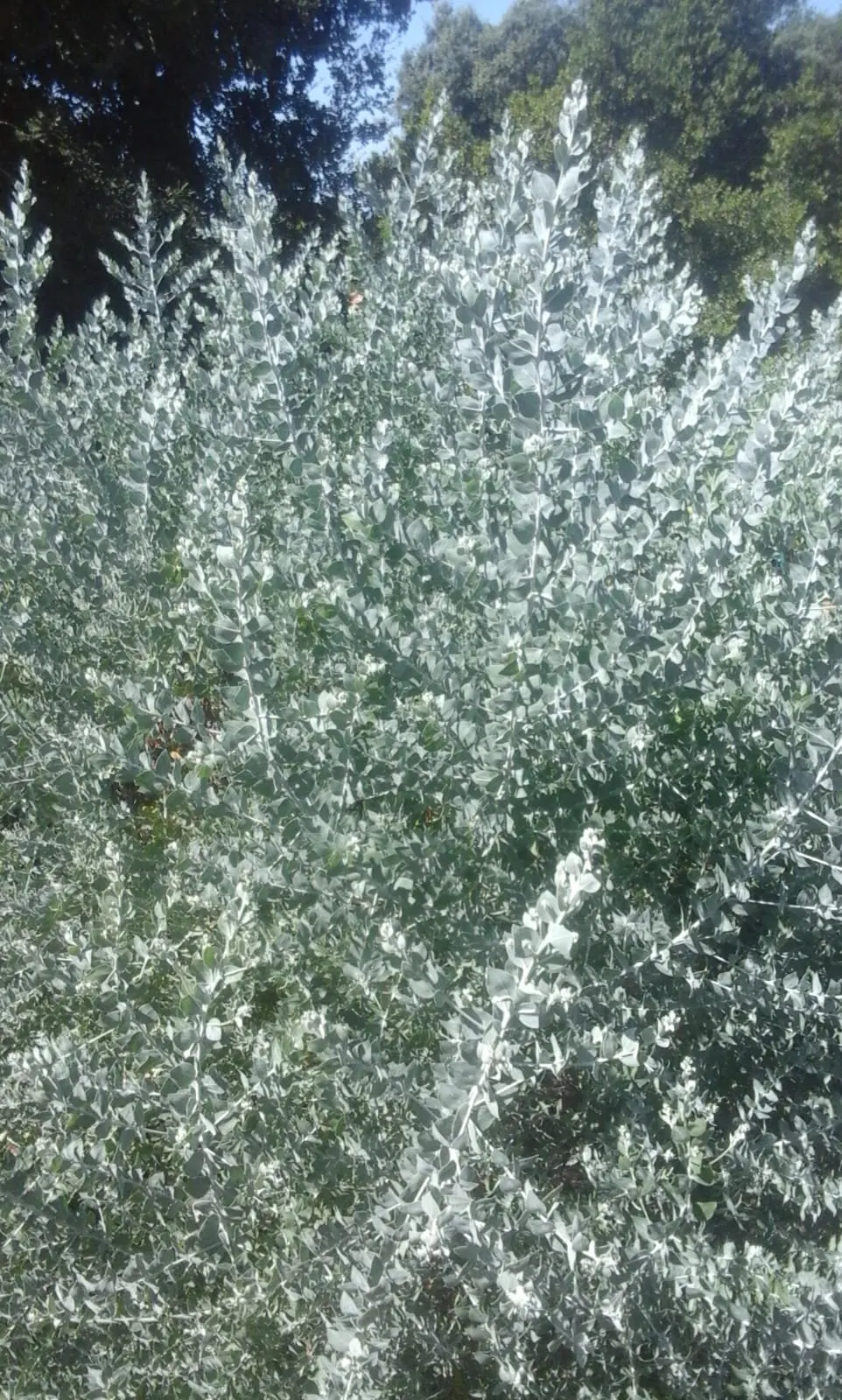 Silver Wattle (Acacia Dealbata) — The Silver Wattle (Acacia dealbata) is a fast-growing evergreen; preferring full sun and well-draining soils, it's, image 145