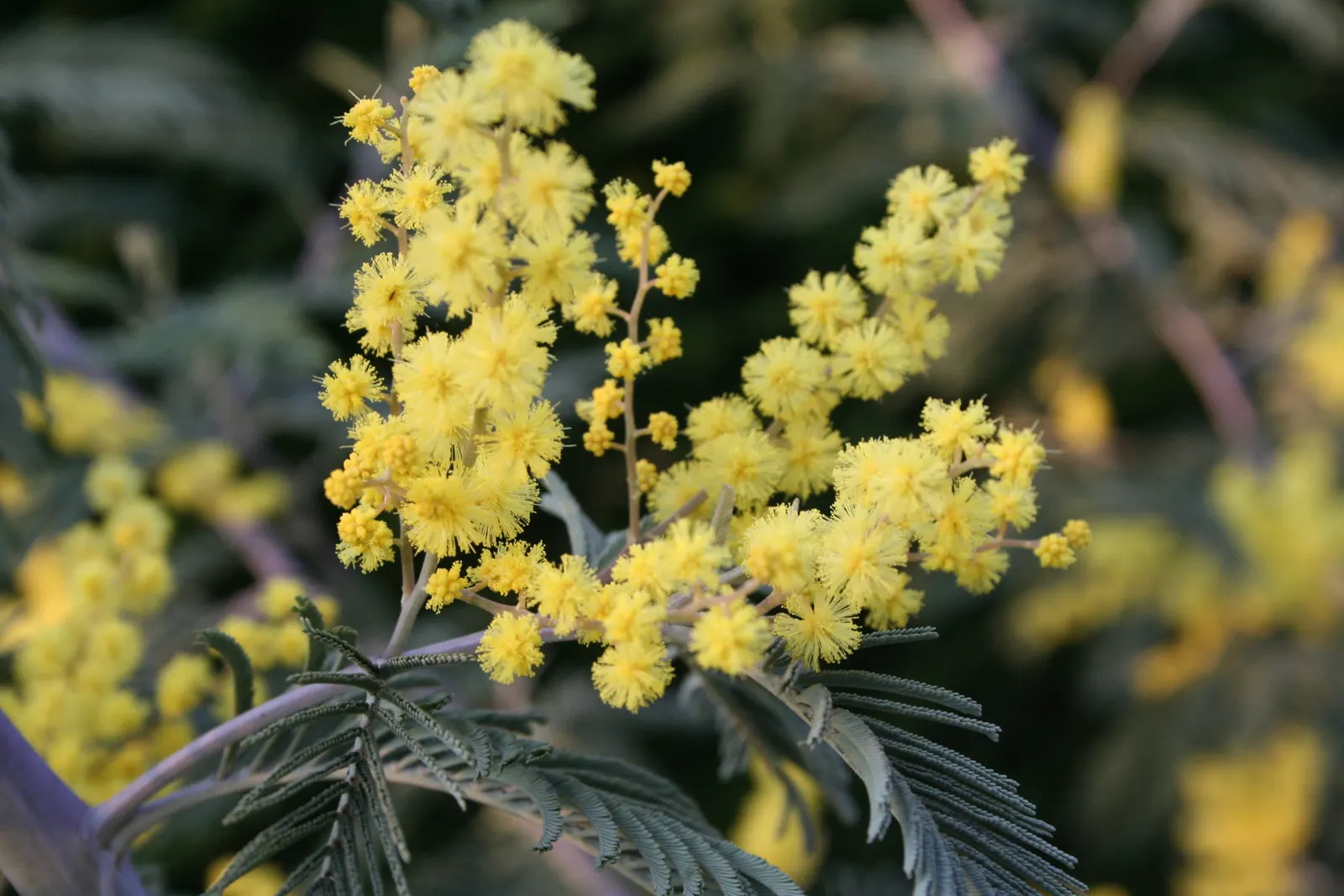 Silver Wattle (Acacia Dealbata) — scientifically referred to as Acacia dealbata