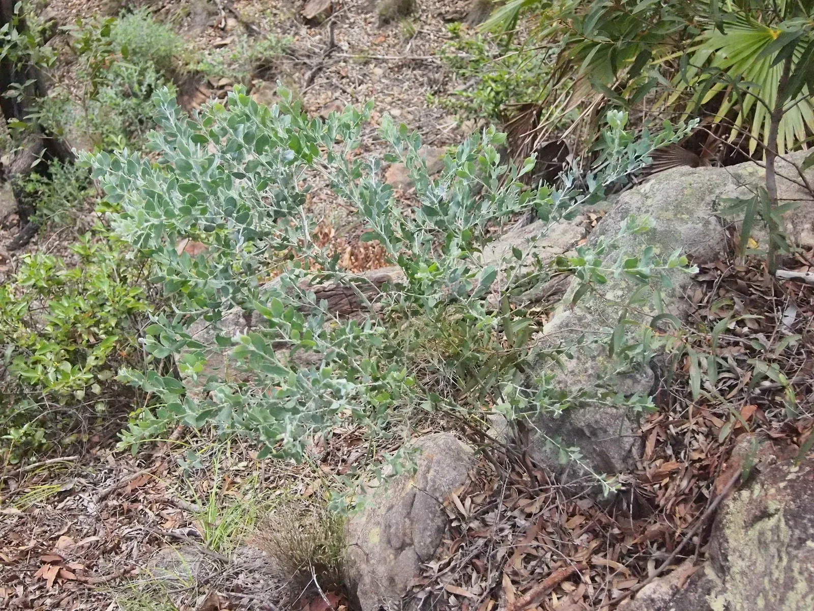 Silver Wattle (Acacia Dealbata) — Native to southeastern Australia; the tree typically reaches a mature height ranging from 20 to 50 feet, image 57
