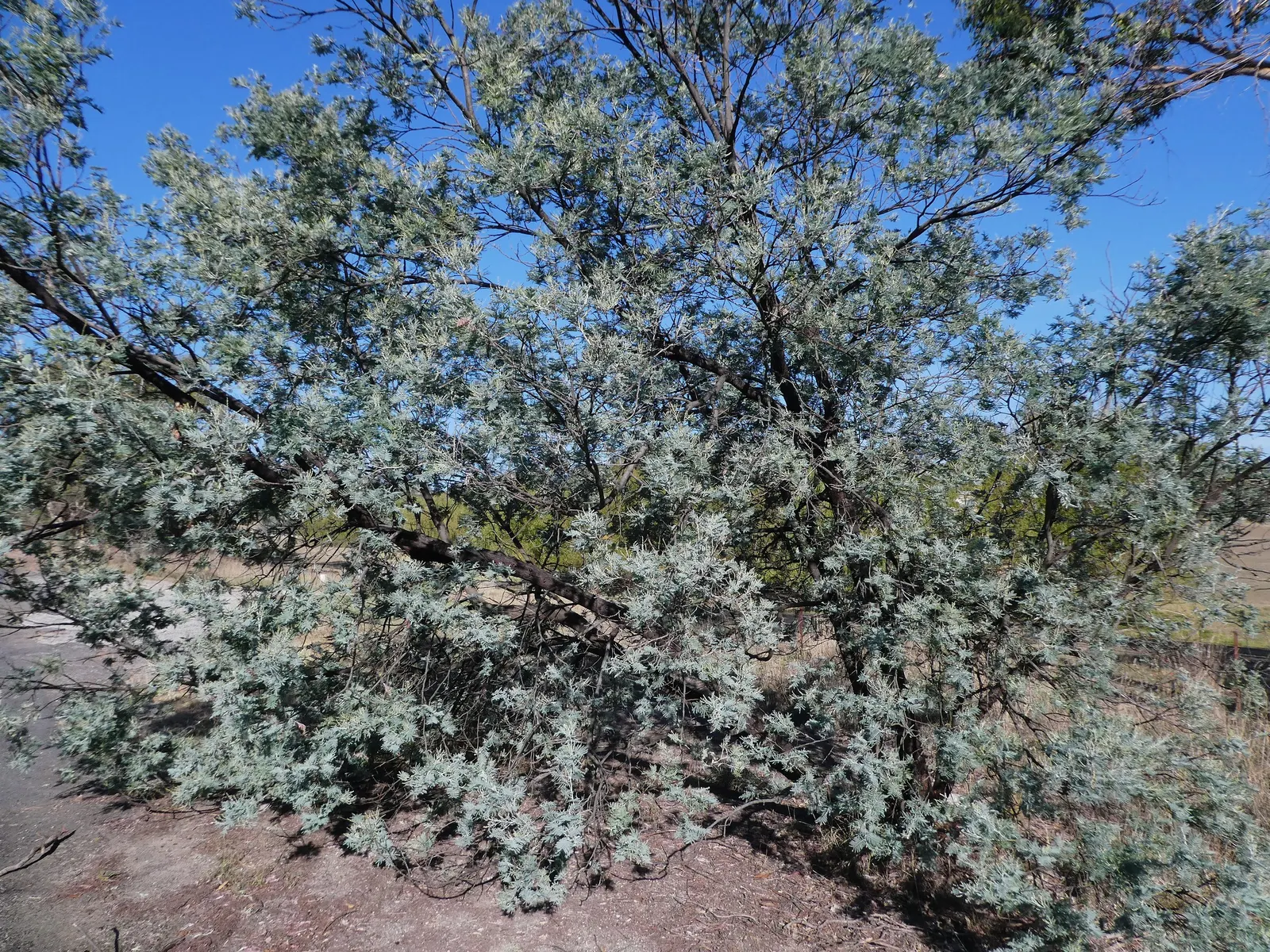 Silver Wattle (Acacia Dealbata) — scientifically referred to as Acacia dealbata; yellow flowers in the garden, image 151
