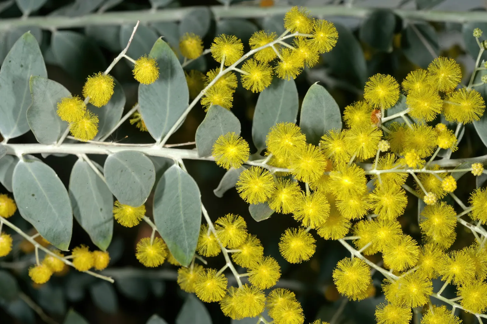 Silver Wattle (Acacia Dealbata) — Silver Wattle boasts a silver-gray hue due to a fine powder that covers its bipinnate leaves