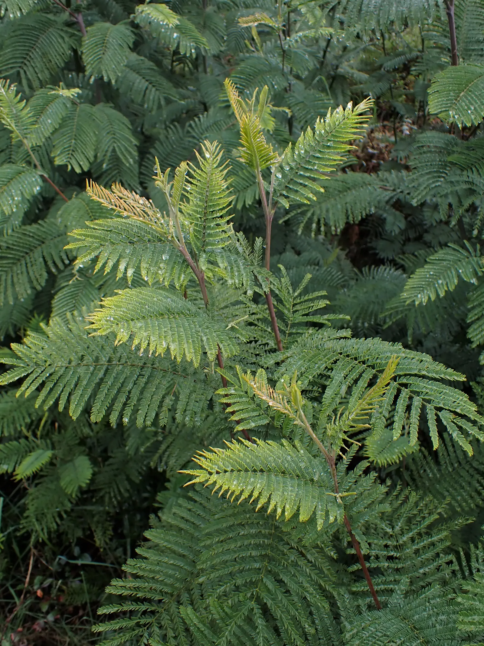 Silver Wattle (Acacia Dealbata) — For maximum vitality, it should receive moderate watering, mainly during dry periods; expect a magnificent spectacle when the