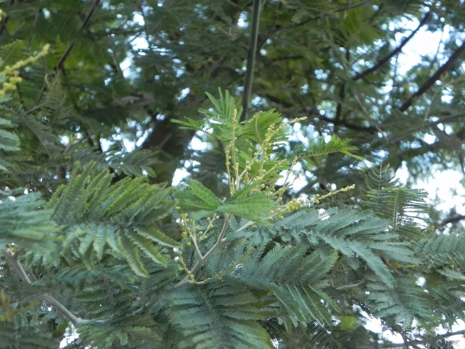 Silver Wattle (Acacia Dealbata) — it is renowned for its ornate aesthetic and fast-growing nature; silver Wattle can tolerate a variety of soil, image 154