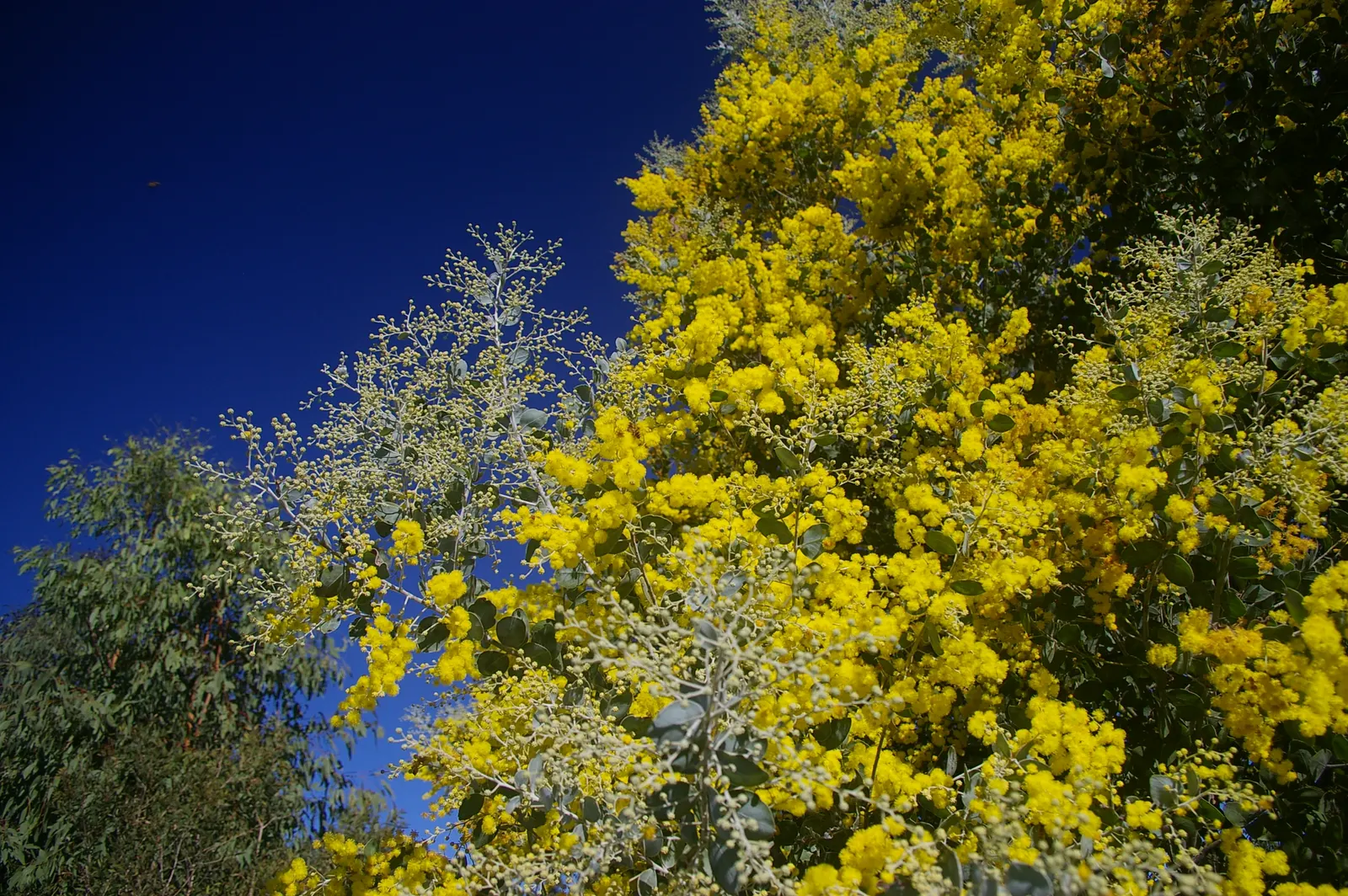 Silver Wattle (Acacia Dealbata) — Preferring full sun and well-draining soils, it's drought-tolerant once established; the Silver Wattle (Acacia, image 76