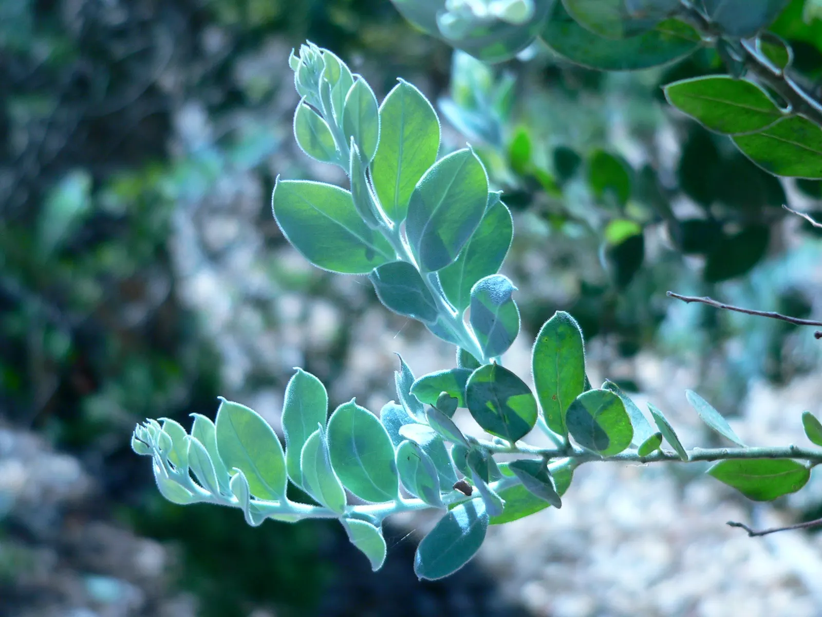 Silver Wattle (Acacia Dealbata) — The tree typically reaches a mature height ranging from 20 to 50 feet; native to southeastern Australia, image 60