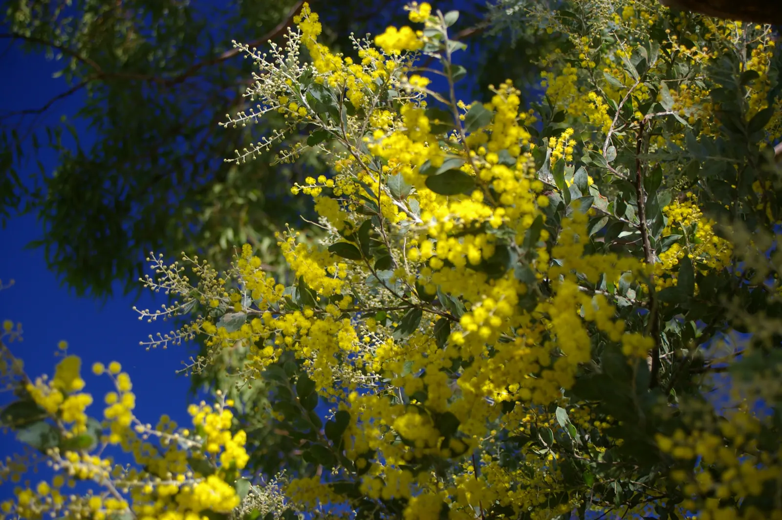 Silver Wattle (Acacia Dealbata) — making it a popular choice for landscape designs that require a quick establishment of greenery; reaching up to 90 feet in