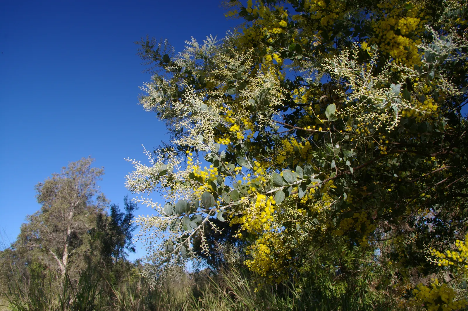 Silver Wattle (Acacia Dealbata) — This tree's striking winter-to-spring blooms add warmth and color; is a striking evergreen tree hailing from the, image 77