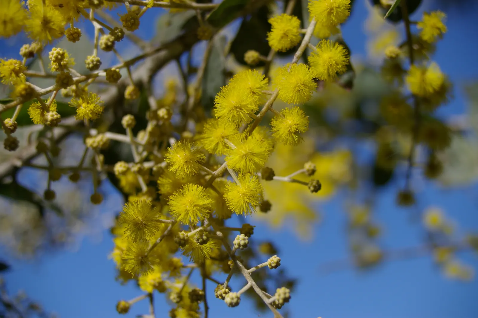 Silver Wattle (Acacia Dealbata) — tree for full; its versatility in design ranges from focal point to windbreak or even as a component of a mixed, image 72