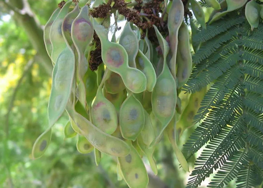 Silver Wattle (Acacia Dealbata) — The tree typically reaches a mature height ranging from 20 to 50 feet; native to southeastern Australia, image 156