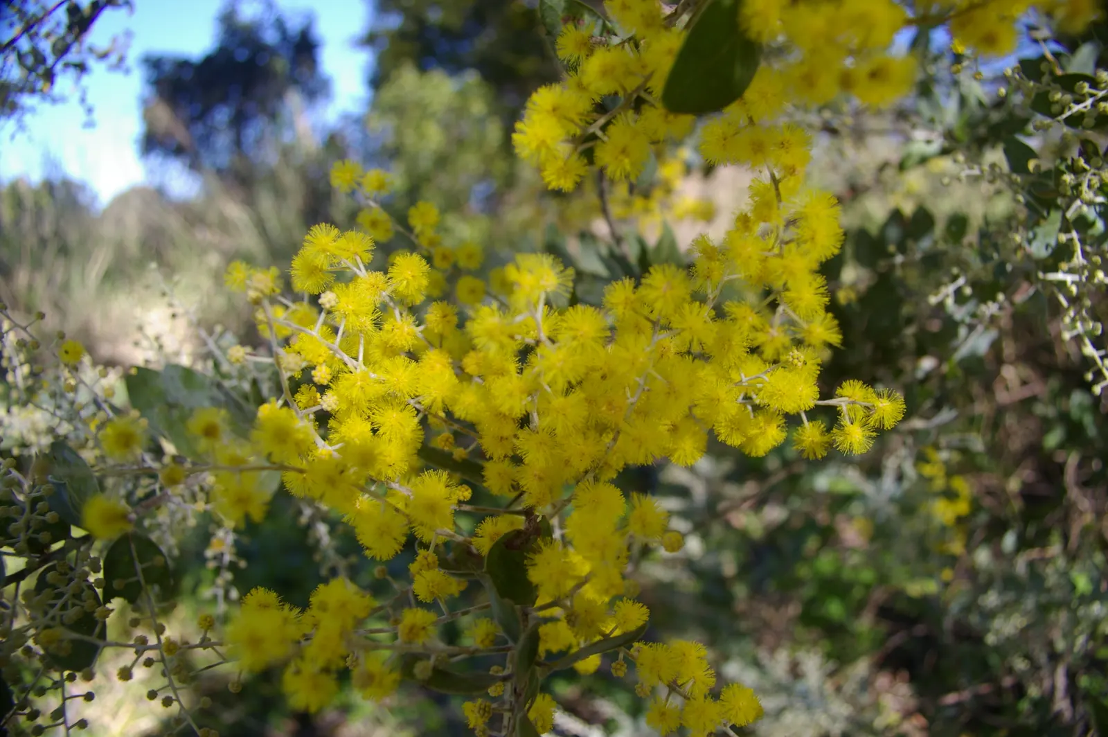 Silver Wattle (Acacia Dealbata) — Its feathery, blue-green foliage and bright yellow, fragrant flowers enliven gardens in USDA zones 8-11; each, image 75