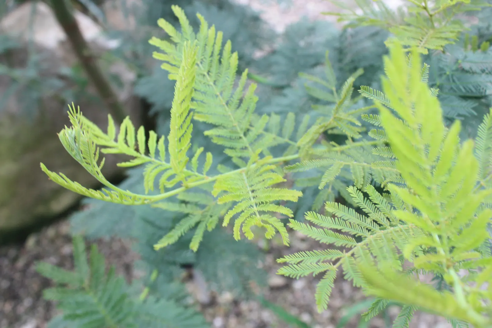 Silver Wattle (Acacia Dealbata) — Its versatility in design ranges from focal point to windbreak or even as a component of a mixed screen; tree for, image 165