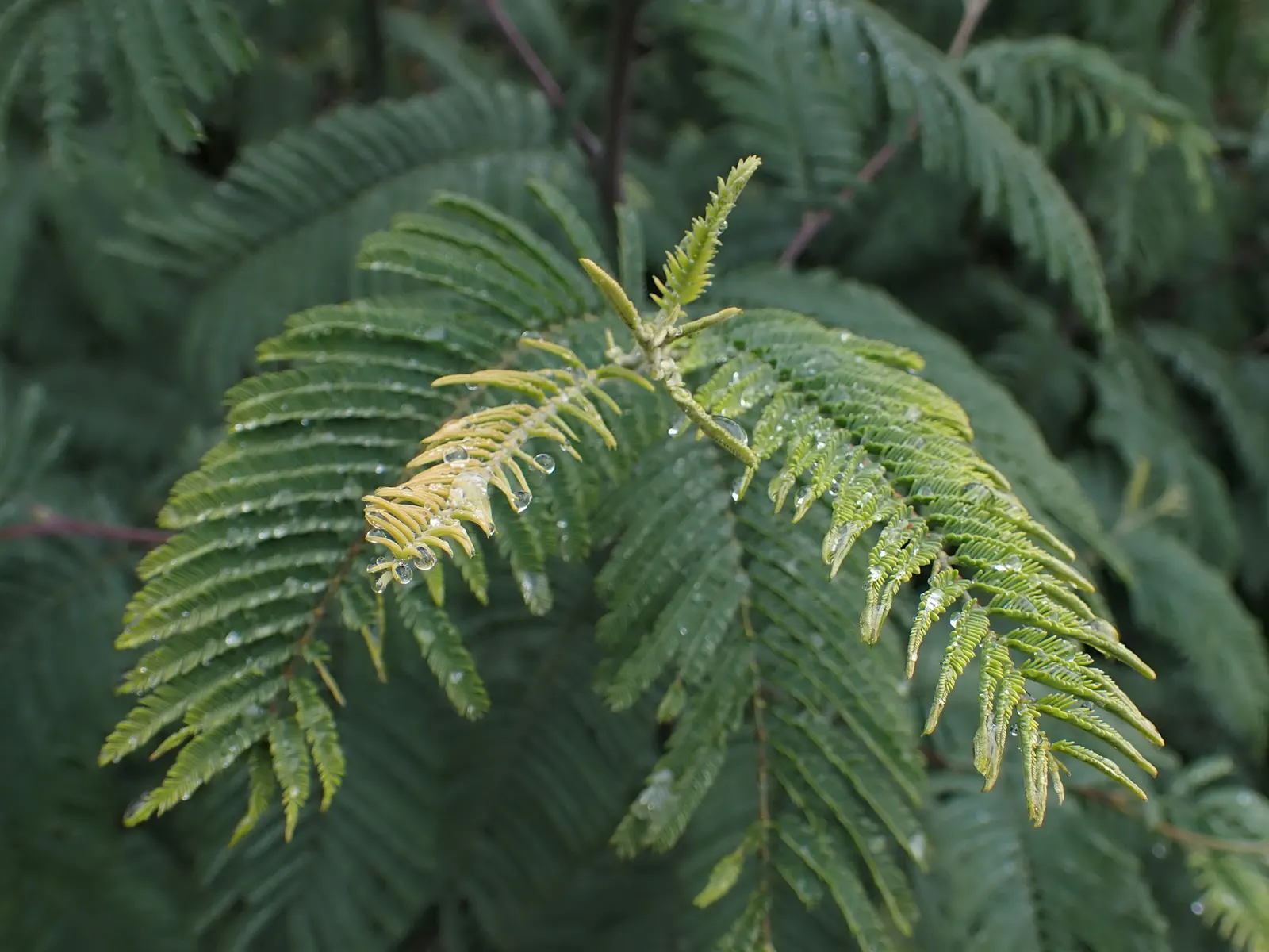 Silver Wattle (Acacia Dealbata) — This tree's striking winter-to-spring blooms add warmth and color