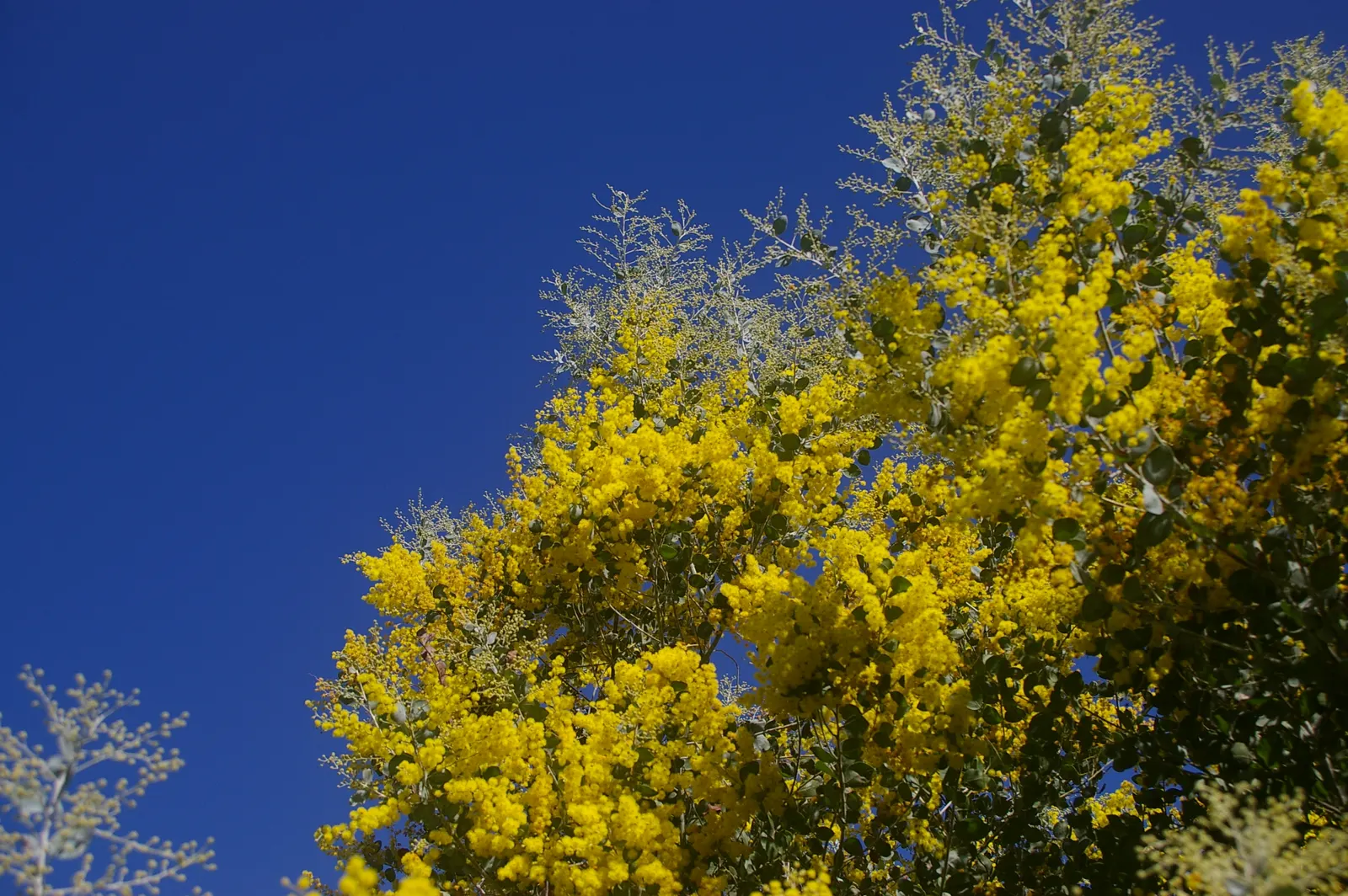 Silver Wattle (Acacia Dealbata) — This tree's striking winter-to-spring blooms add warmth and color; is a striking evergreen tree hailing from the, image 125