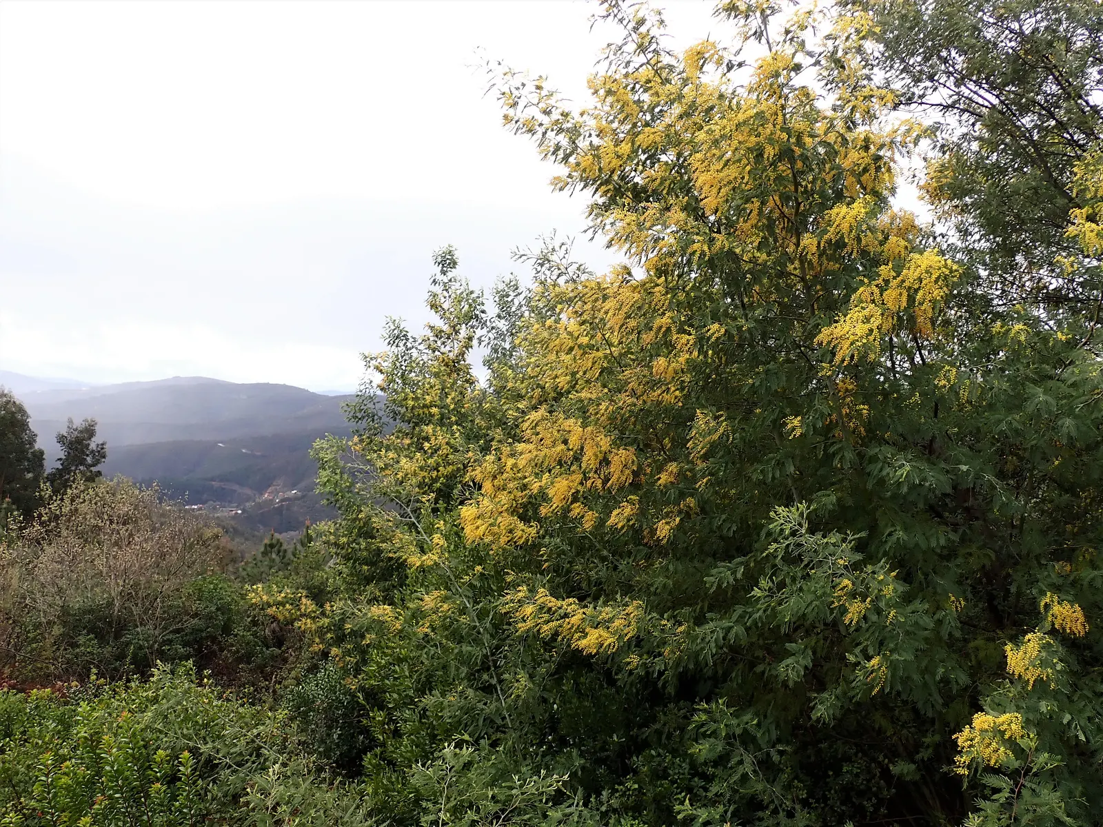 Silver Wattle (Acacia Dealbata) — providing a generous area of dappled shade.<br><br>Distinguished by its feathery