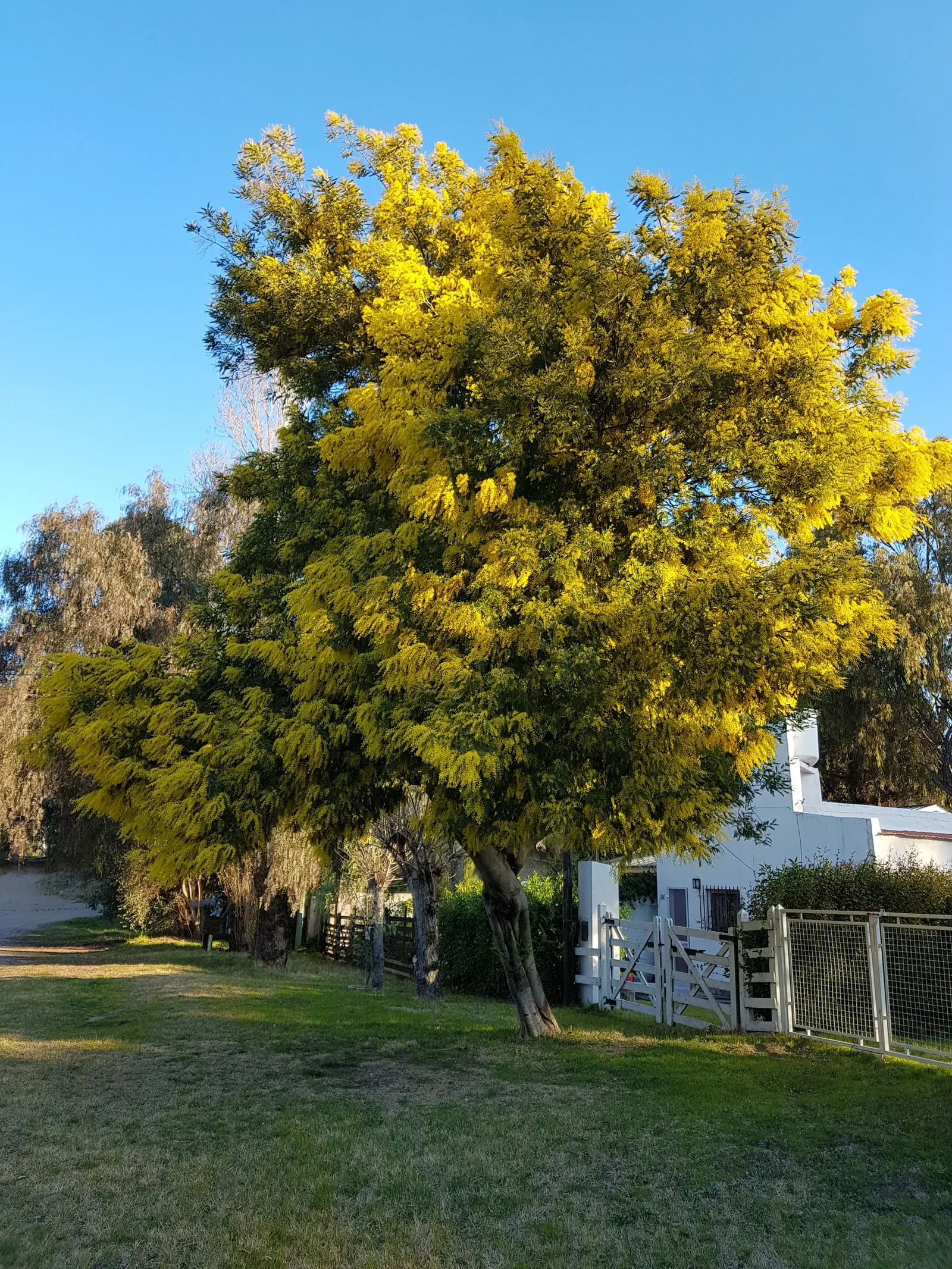 Silver Wattle (Acacia Dealbata) — Its versatility in design ranges from focal point to windbreak or even as a component of a mixed screen