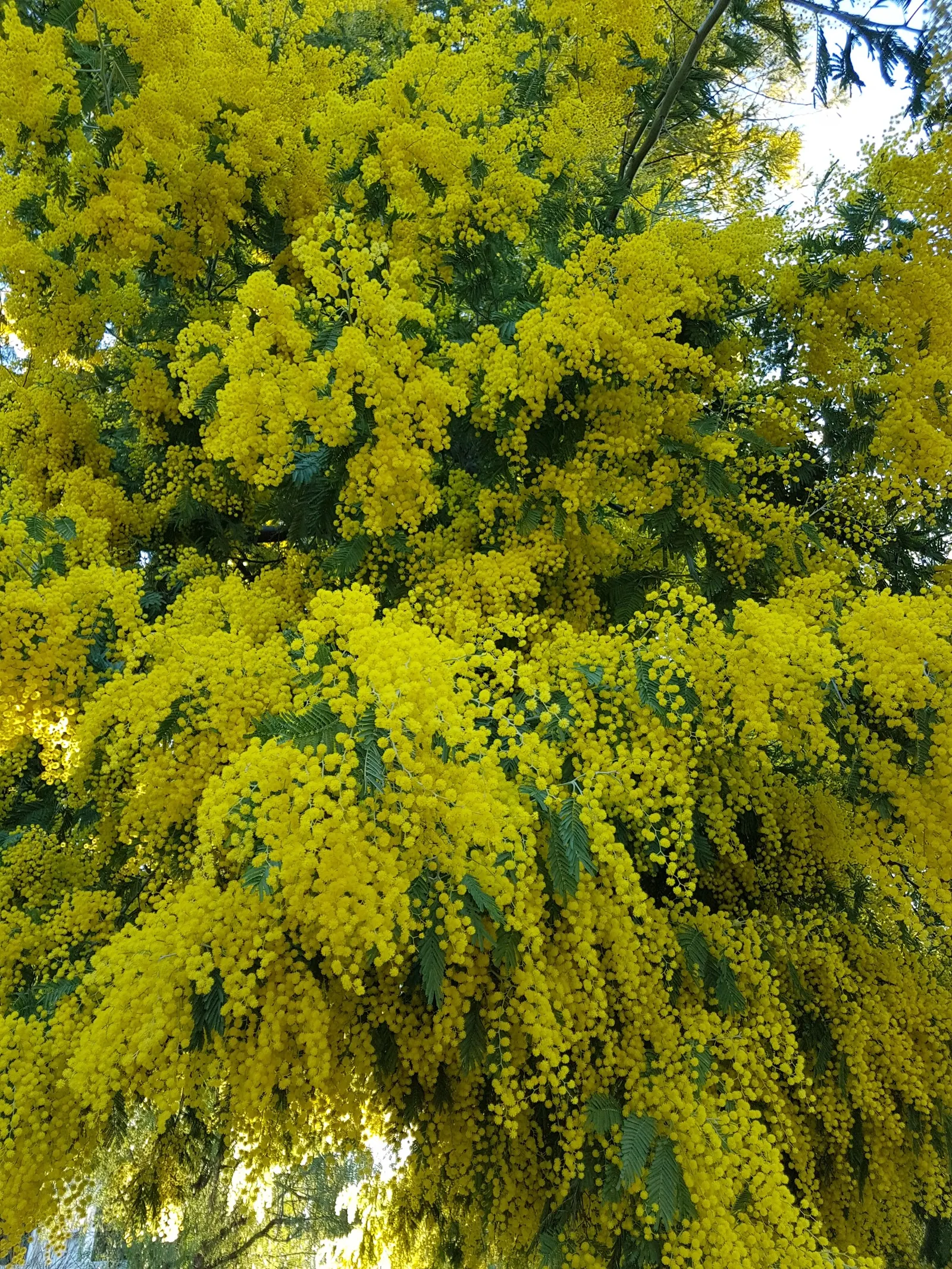 Silver Wattle (Acacia Dealbata) — each approximately 0.20 inches in diameter; its feathery, blue-green foliage and bright yellow, fragrant flowers, image 162