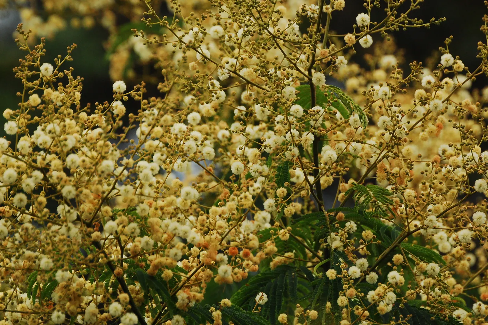 Silver Wattle (Acacia Dealbata) — In the late winter to early spring; with a canopy spread of 20 to 30 feet, image 160