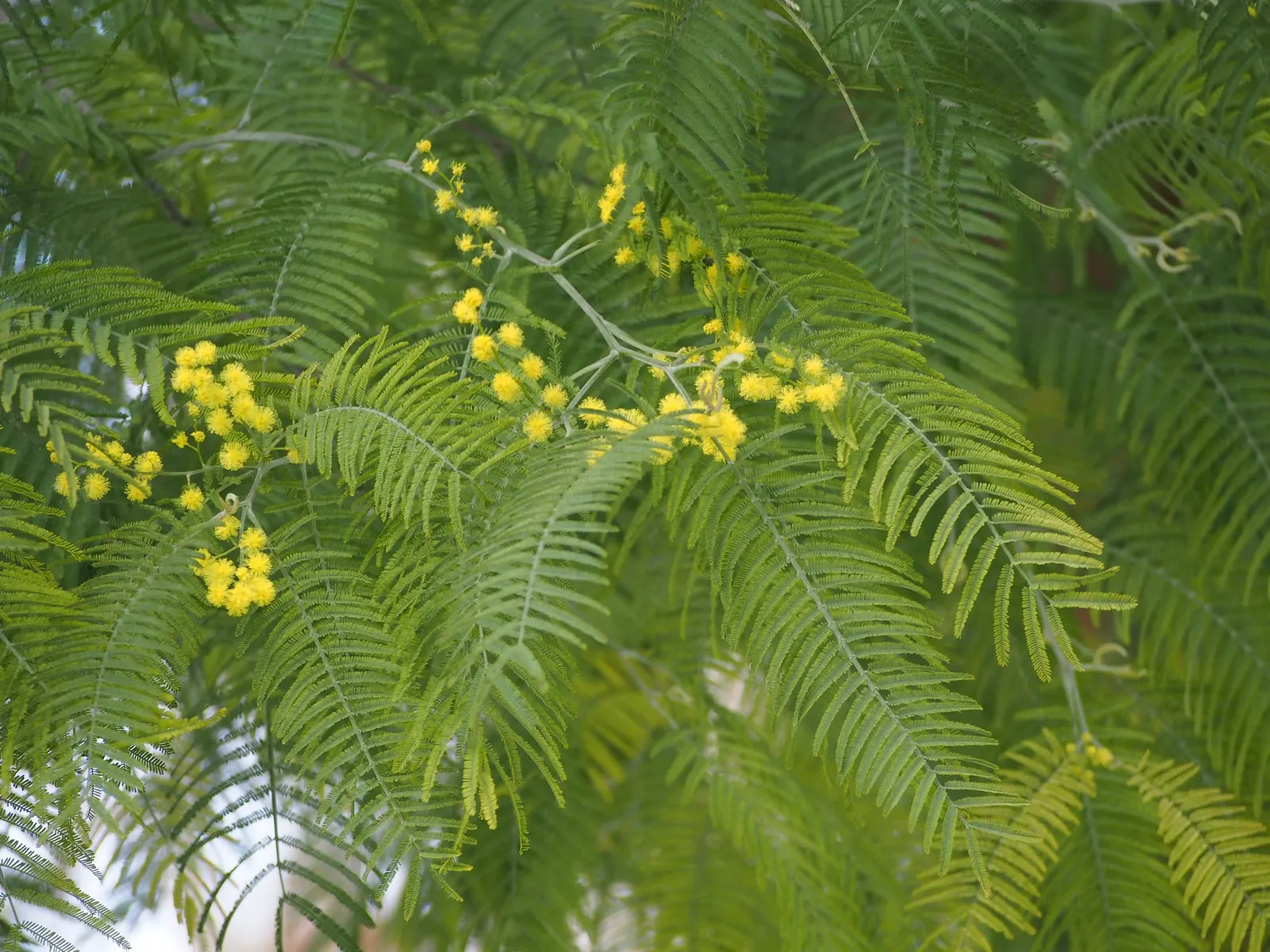 Silver Wattle (Acacia Dealbata) — Silver Wattle boasts a silver-gray hue due to a fine powder that covers its bipinnate leaves; making it an, image 159