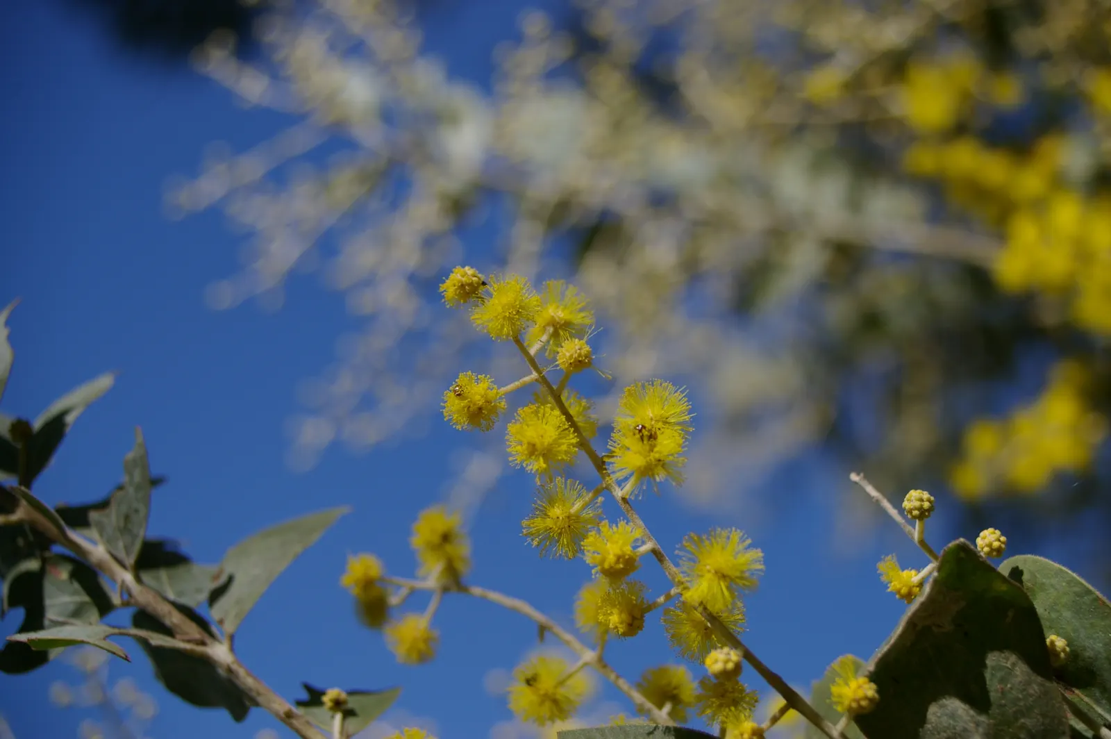 Silver Wattle (Acacia Dealbata) — reaching up to 90 feet in height; making it a popular choice for landscape designs that require a quick, image 50