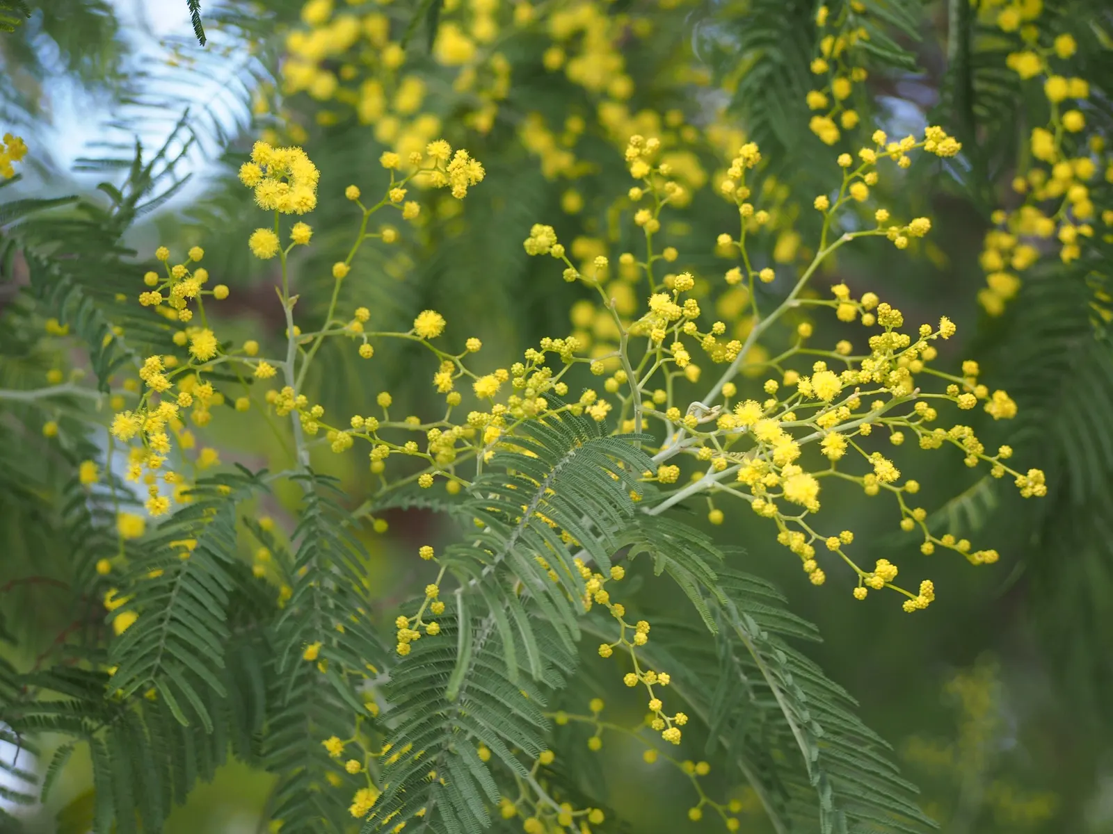 Silver Wattle (Acacia Dealbata) — providing a generous area of dappled shade.<br><br>Distinguished by its feathery; tree with yellow blooms, image 158