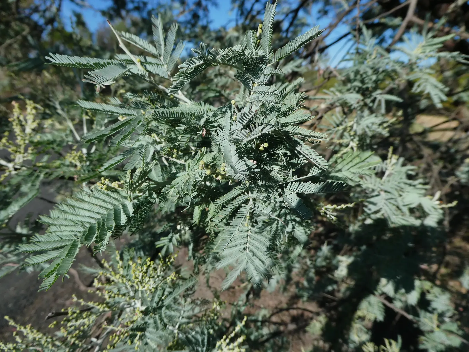 Silver Wattle (Acacia Dealbata) — This tree's striking winter-to-spring blooms add warmth and color; is a striking evergreen tree hailing from the, image 149