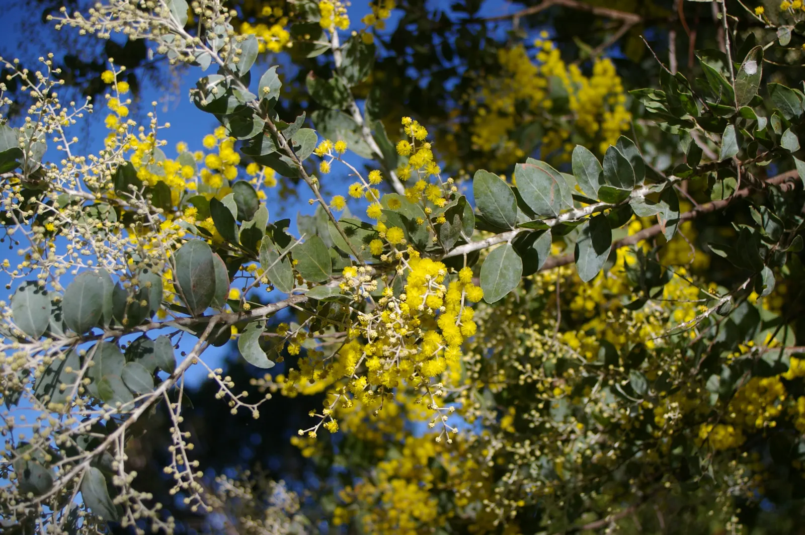 Silver Wattle (Acacia Dealbata) — reaching up to 90 feet in height; making it a popular choice for landscape designs that require a quick establishment of