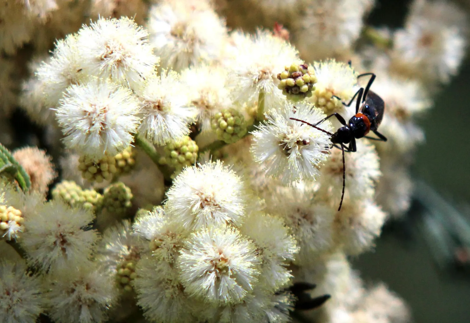 Silver Wattle (Acacia Dealbata) — The Silver Wattle (Acacia dealbata) is a fast-growing evergreen