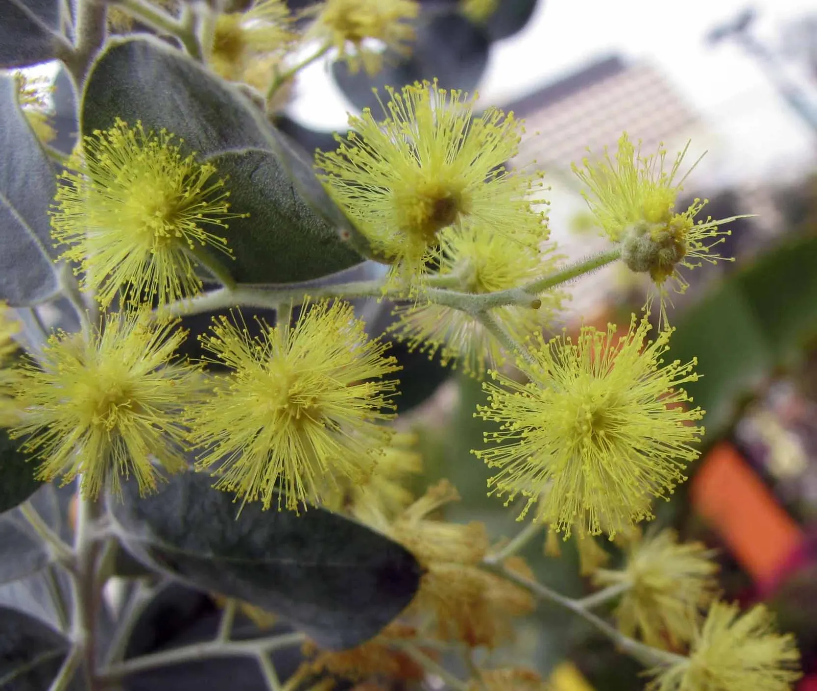 Silver Wattle (Acacia Dealbata) — In the late winter to early spring; with a canopy spread of 20 to 30 feet, image 64