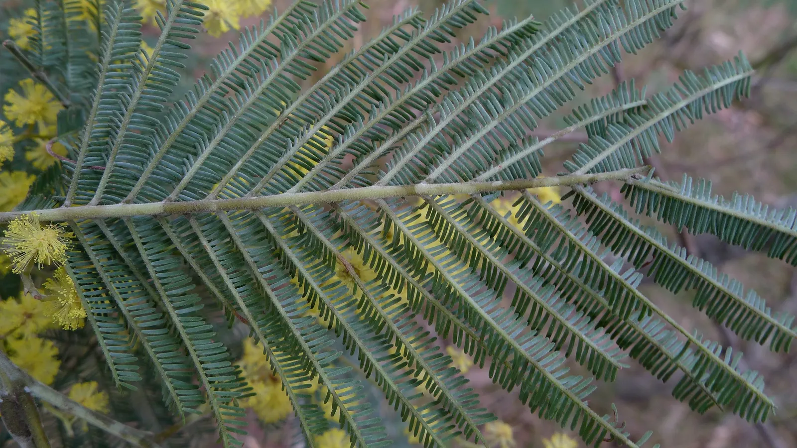 Silver Wattle (Acacia Dealbata) — each approximately 0.20 inches in diameter