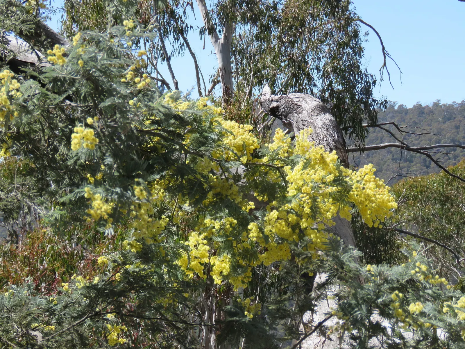 Silver Wattle (Acacia Dealbata) — In the late winter to early spring