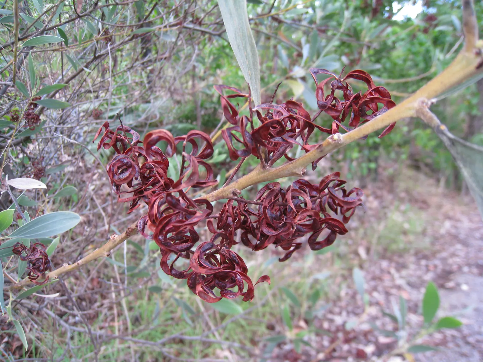 Silver Wattle (Acacia Dealbata) — In the late winter to early spring; with a canopy spread of 20 to 30 feet