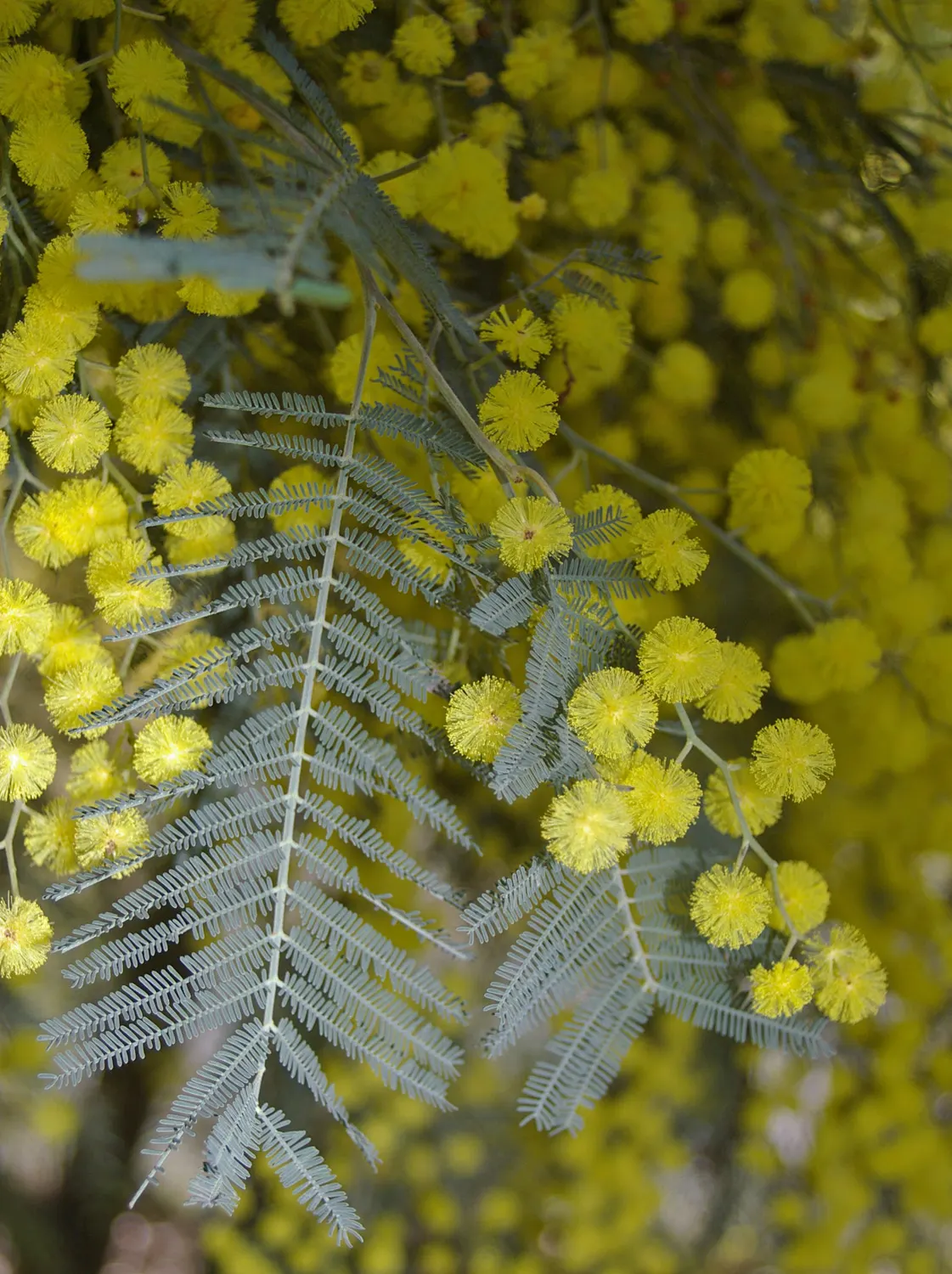 Silver Wattle (Acacia Dealbata) — Preferring full sun and well-draining soils, it's drought-tolerant once established