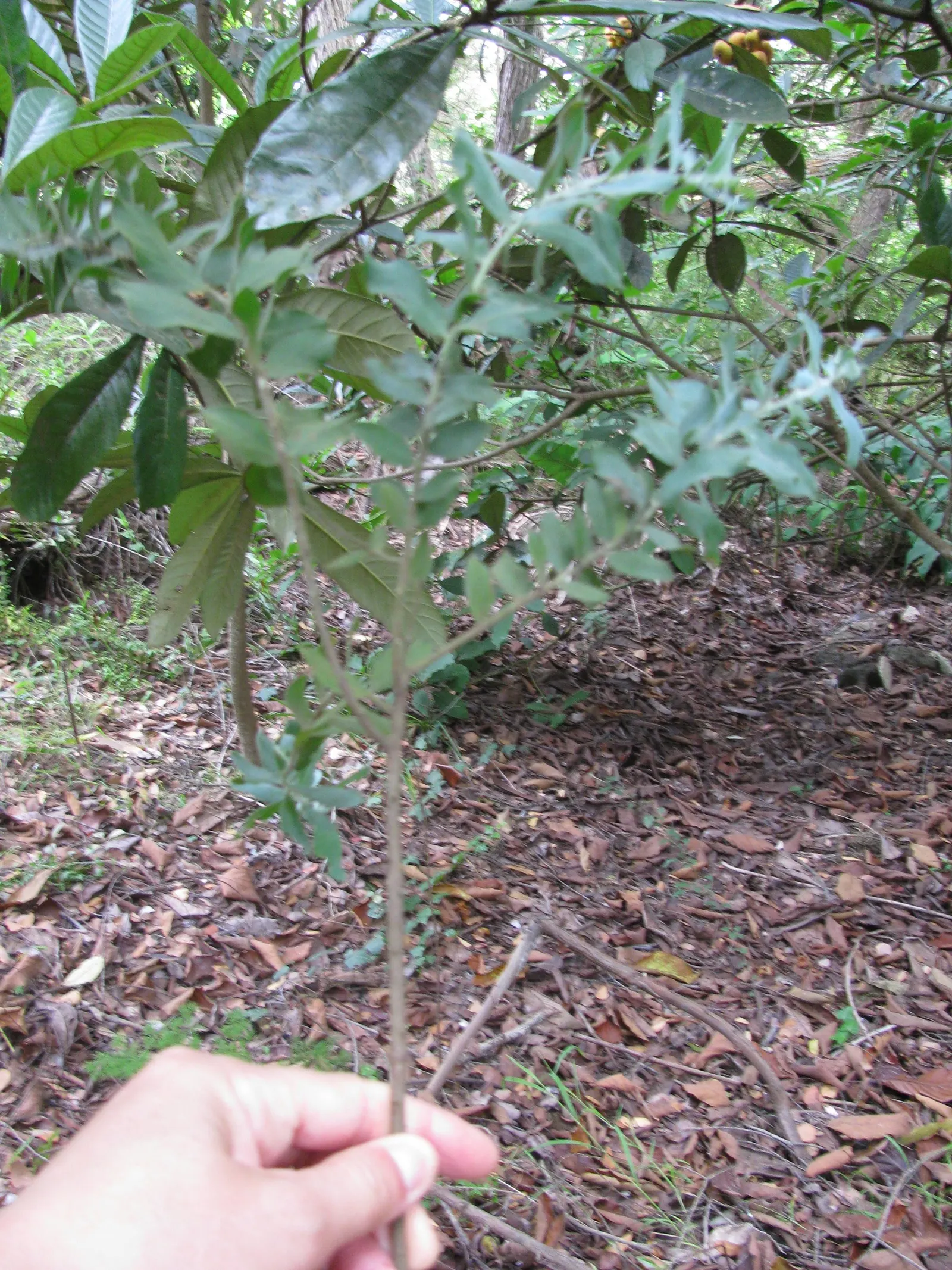 Silver Wattle (Acacia Dealbata) — expect a magnificent spectacle when the tree bursts into bountiful clusters of luminous yellow; for maximum, image 137