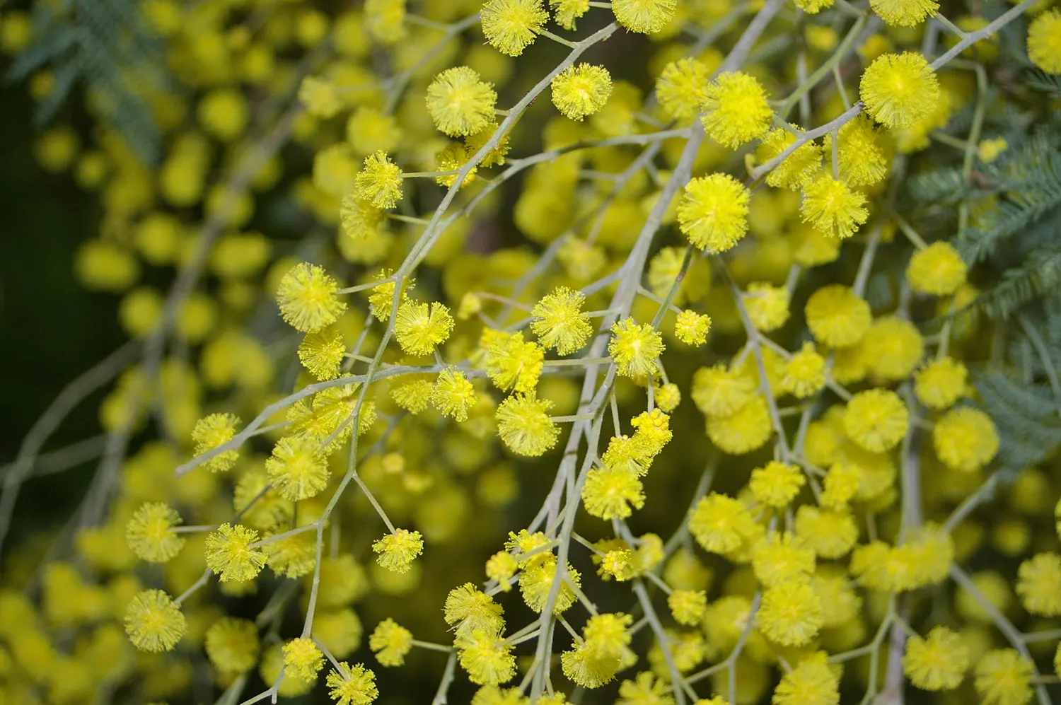 Silver Wattle (Acacia Dealbata) — The Silver Wattle (Acacia dealbata) is a fast-growing evergreen; preferring full sun and well-draining soils, it's, image 49