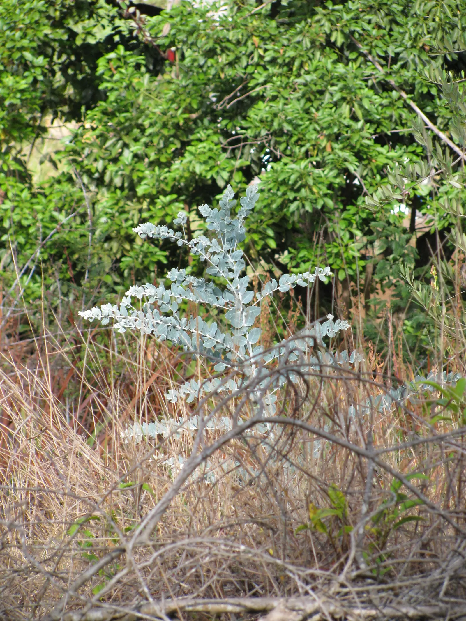 Silver Wattle (Acacia Dealbata) — tree with yellow blooms; providing a generous area of dappled shade.<br><br>Distinguished by its feathery, image 143