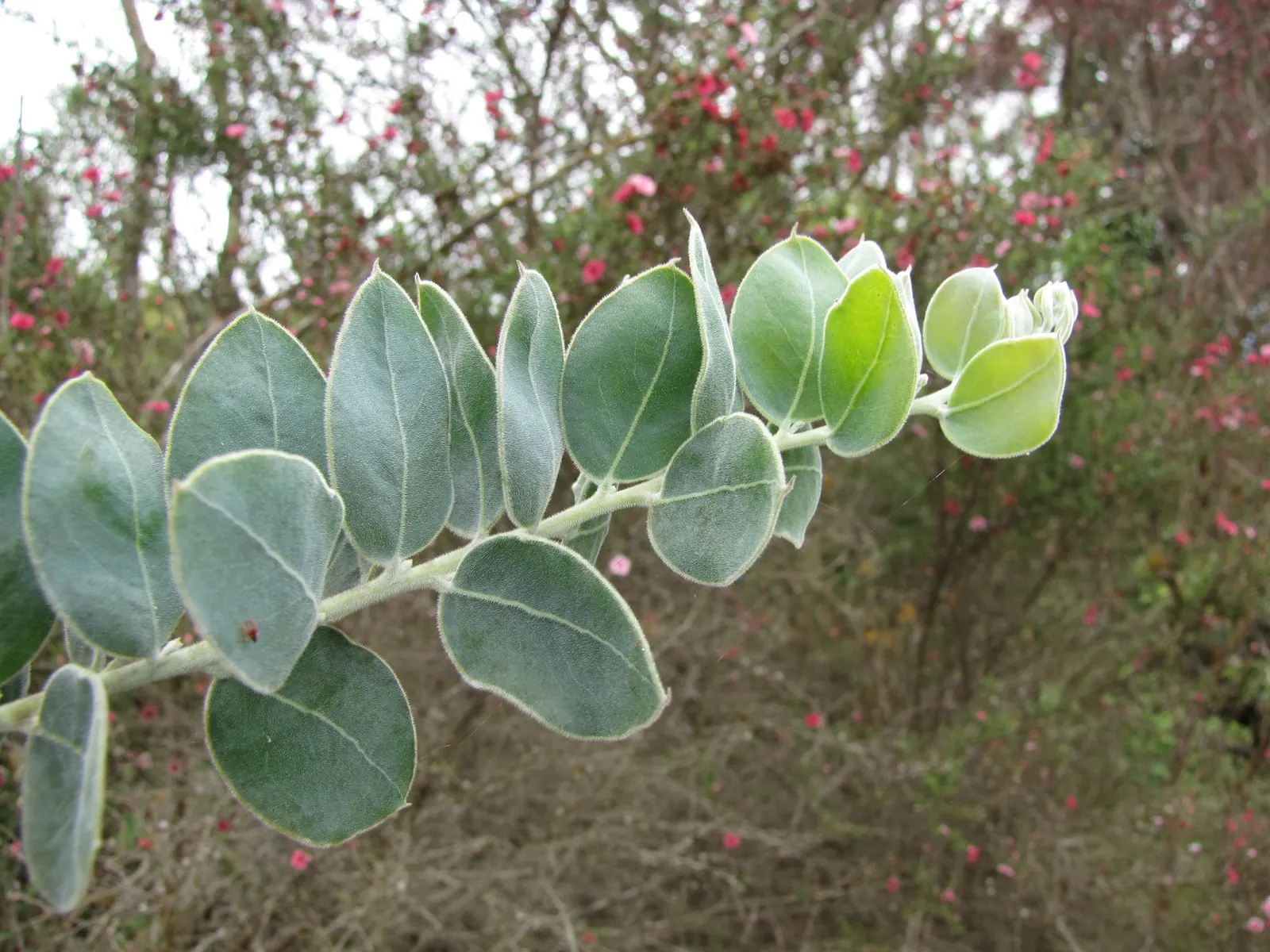 Silver Wattle (Acacia Dealbata) — with a canopy spread of 20 to 30 feet; in the late winter to early spring, image 133